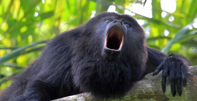 Kayak singes dans l’estuaire