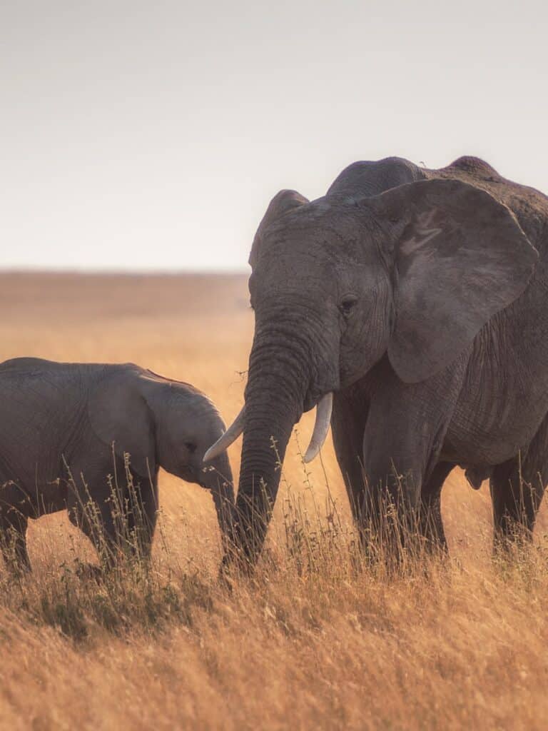 Afrique