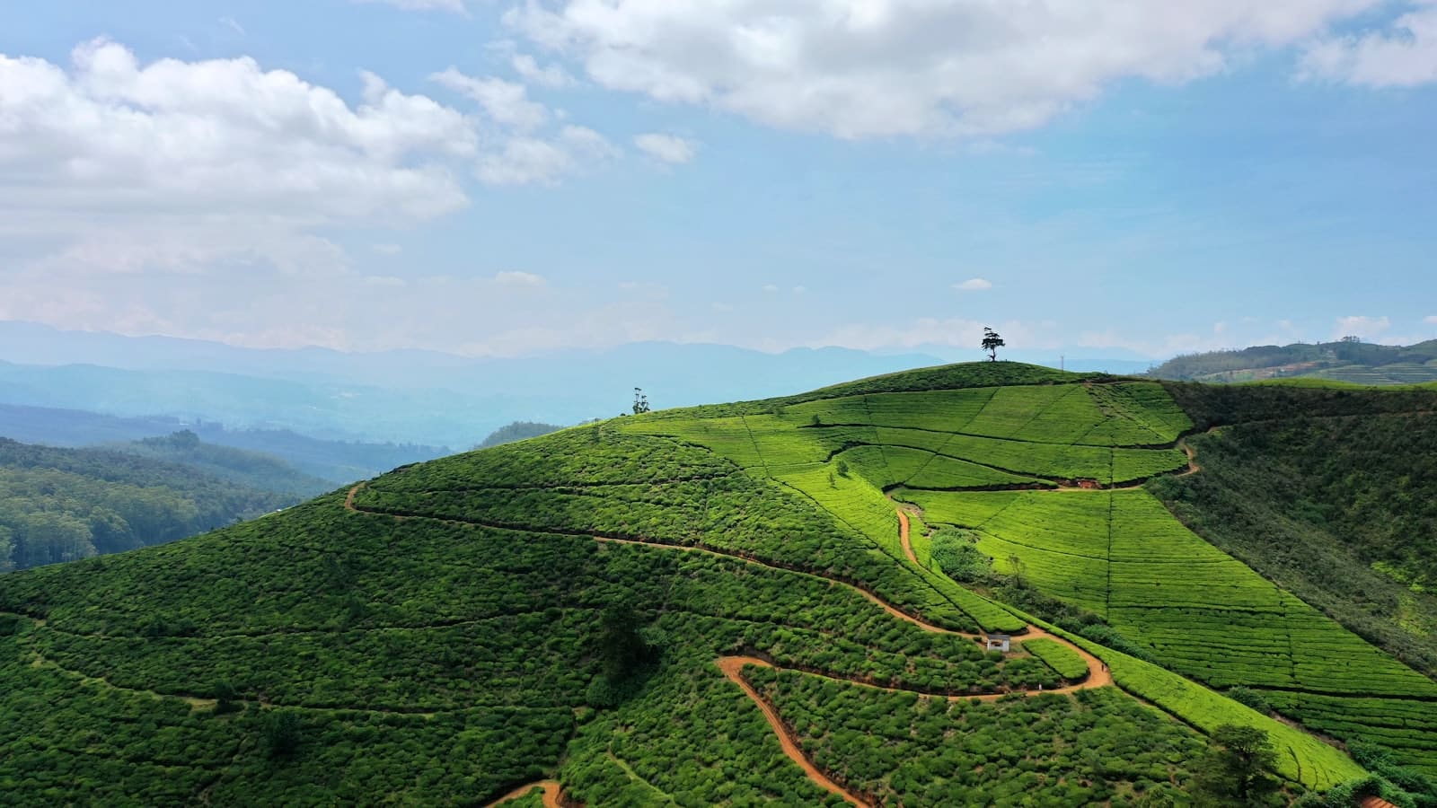 Collines de plantations de thé à Nuwara Eliya, Sri Lanka